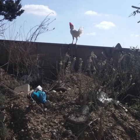 תמונת היום