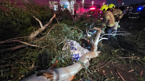 טרגדה באסף הרופא: הרוג מקירסת עץ בשטח בית החולים שמיר אסף הרופא - חדשות אזורינט ברמלוד נט